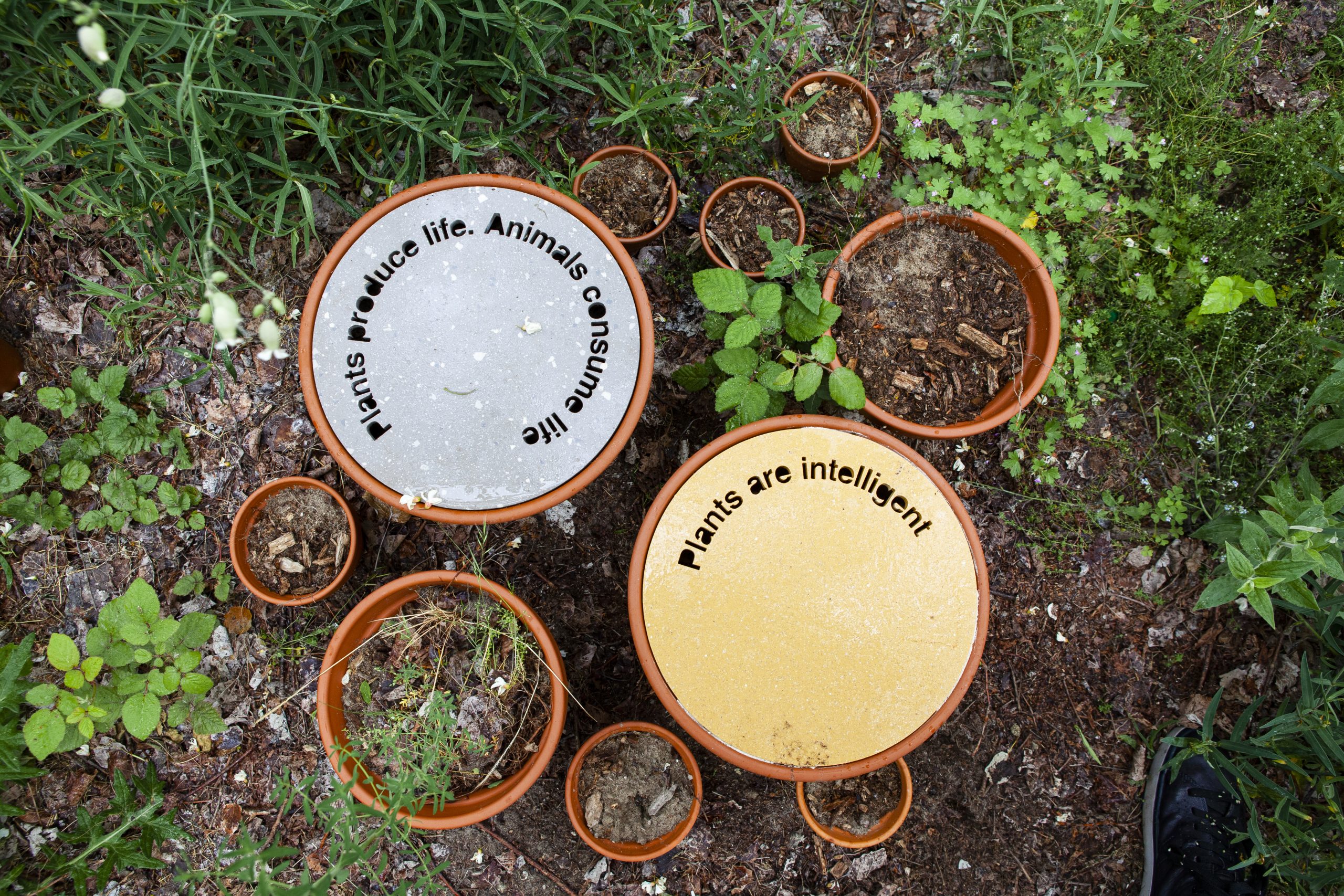 BioGrounds – Invasi