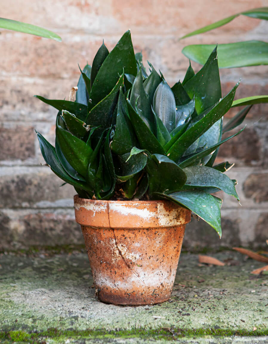 Terracotta: An Environmentally Friendly Material