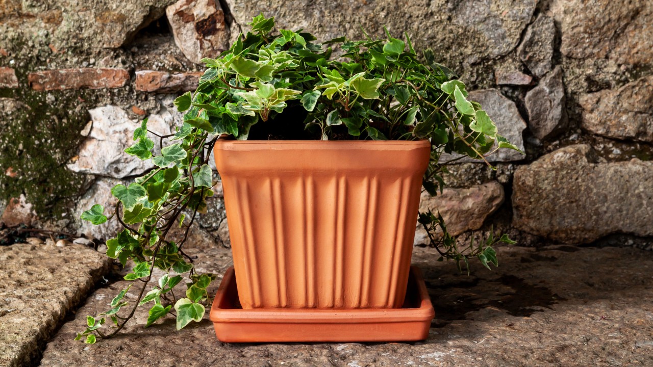 Square planters