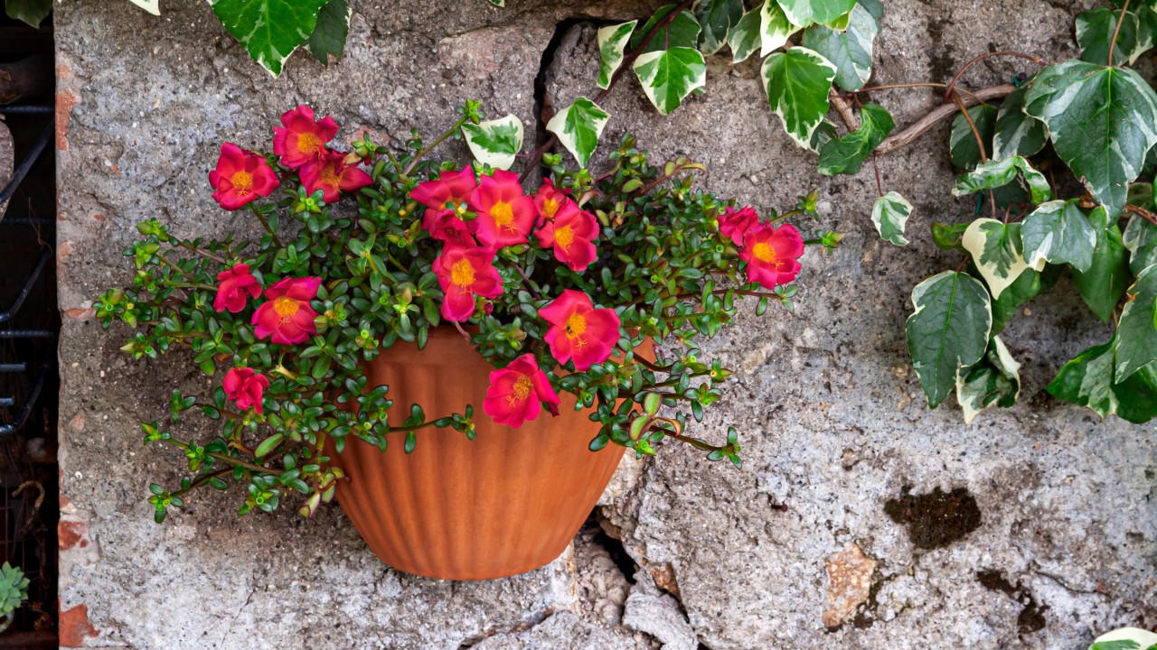 Wall planters